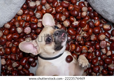 A dog of the French Bulldog breed lies on its back among a large number of chestnut fruits with its head tilted and looking into the camera. The dog poses with its back arched.
