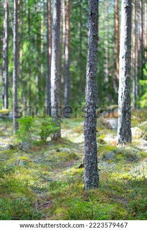 Picture of the pine forest with green moth.
