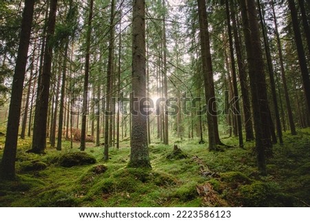 Beautiful forest scenery with sun shining rough the trees