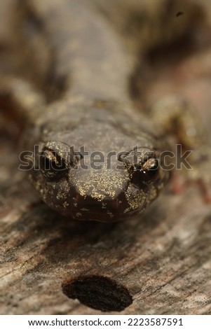 Detailed vertical frontal closeup on a gorgeous colored adult Clouded salamander, Aneides ferreus in northern California