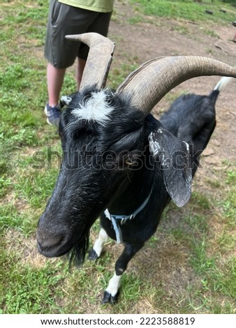 close up picture of a goat