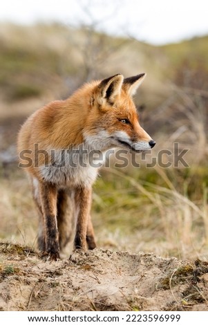 Red Fox Standing in A Green Nature Background in A National Park