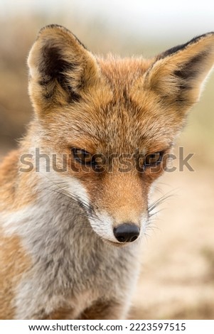 Red Fox Close Up in A Green Nature Background in A National Park