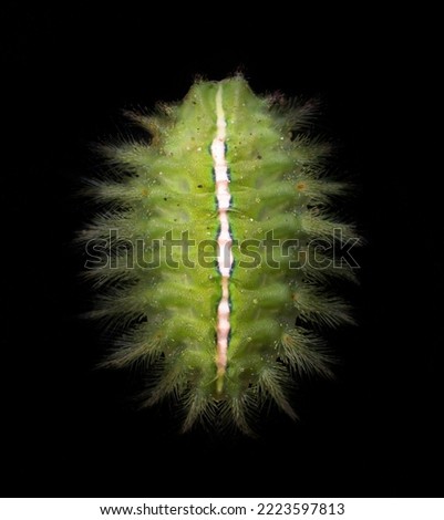 Slug moth caterpillar in the Philippines, Visayas region, Southeast Asia. It has hairs that are potent to cause severe pain upon sting. Isolated in black background.
