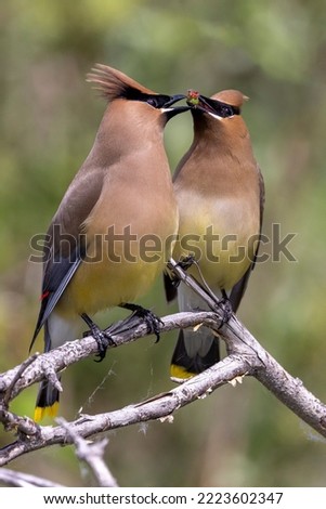 These two cedar waxwings are exchanging a food item (unripe Saskatoon berry) are part of a seasonal bonding ritual.  They would repeatedly pass the berry back and forth, from beak to beak. Royalty-Free Stock Photo #2223602347