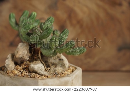 Euphorbia pseudo globosa on wooden background. Still life photography of succulent, Pot of euphorbia species on the rock. Selective focus, free space for text. Park and garden concept.