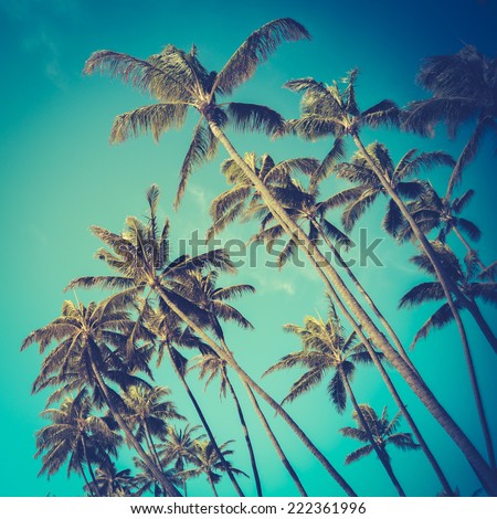 Retro Vintage Style Photo Of Diagonal Palm Trees In Hawaii Royalty-Free Stock Photo #222361996