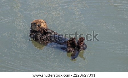 California Sea Otter Monterey Bay