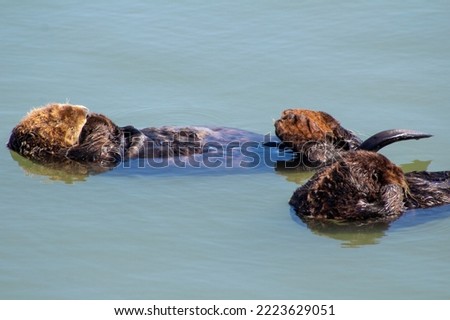 California Sea Otter Monterey Bay