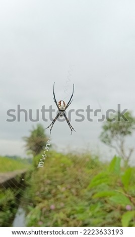 Wild Spider. A beautiful Macro-photo of a beautiful spider in its habitat. Spider and spider web with blurred background.
