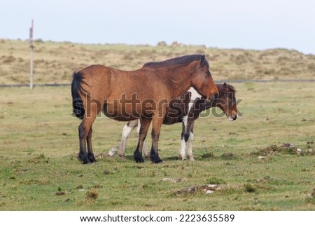 Brown wild horses grazing in the mountains of A Capelada, Galicia, Spain