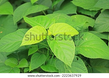 The green leaf on light
