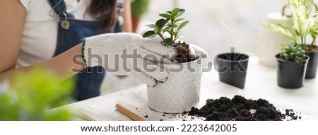 leisure time hobby, Women doing replant small tree to new pot at home Royalty-Free Stock Photo #2223642005