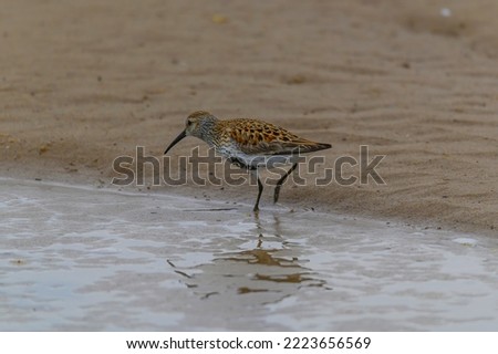 A dunlin forages for food in the water at Tawas Point State Park, near East Tawas, Michigan.