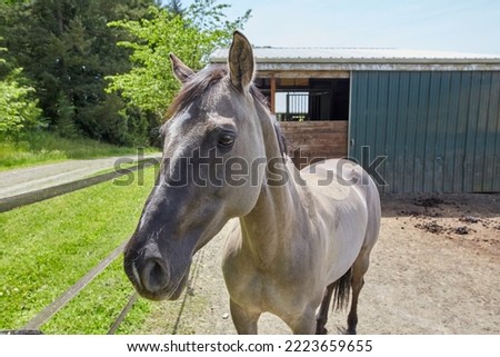 Closeup of a horse on a farm in Oregon with a shed in the background