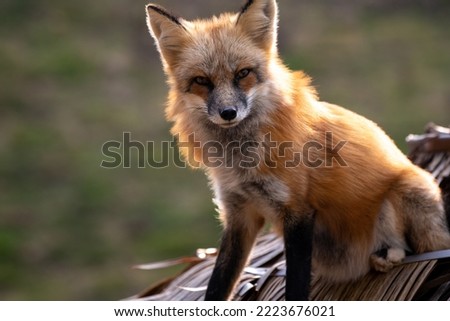 Close up of a red fox (Vulpes vulpes) sitting on the roof of a small barn in an urban area