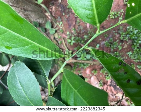 Jakarta 08 November 2022 -Lemon leaves are eaten by 10-legged caterpillars and are gray