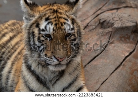 A close-up of an small Bengal tiger (panthera tigris), tiger cub, copy space for text