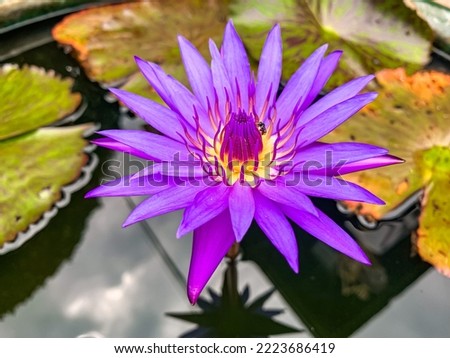 picture of a vibrantly fresh and lovely purple lotus with yellow stamens.