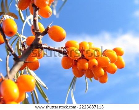 A pretty yellow sea buckthorn against a blue sky background Royalty-Free Stock Photo #2223687113