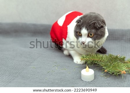 Funny cat in a New Year's red sweater lies near the branch of a Christmas tree and Christmas candle. Happy New Year concept