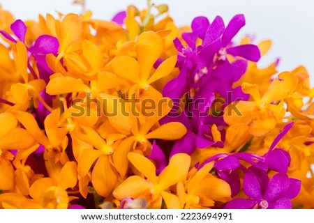 Many kinds of flowers images clear shot and macro shot see the picture in detail