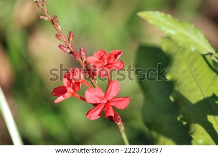 Plumbago indica, the Indian leadwort, scarlet leadwort or whorled plantain, is a species of flowering plant in the family Plumbaginaceae, native to Southeast Asia, Indonesia.