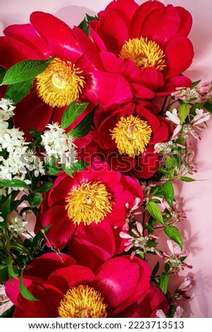 peony flowes on the pink background