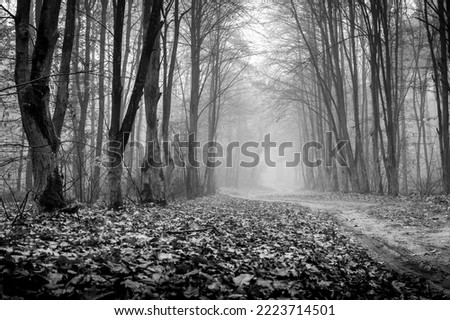 Foggy morning in the autumn forest, sandy road covered with fallen leaves, black and white