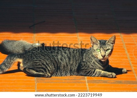 Photo of a stray cat with bokeh. A stray cat is a cat whose life roams the streets.