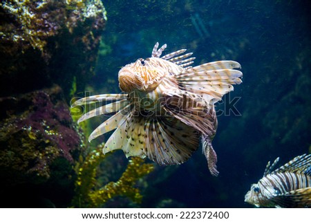 Zebra Lionfish. Photo, picture