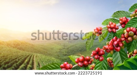 Coffee beans on tree with sunrise background. Royalty-Free Stock Photo #2223725191