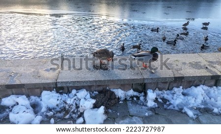 Ducks and drake swim in open water along the concrete shore of the reservoir, and some walk on the concrete parapet. Part of the water area is covered with ice.  The wind creates ripples on the water