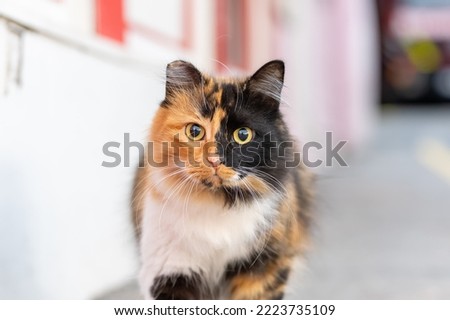Ginger black stray turkish cat. Cute tree colour cat. Cute Calico Cat Particolor Cat Tree  Royalty-Free Stock Photo #2223735109