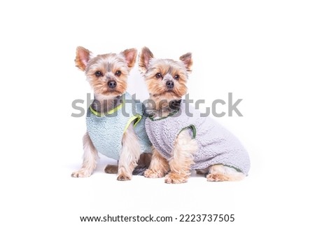 Yorkshire Terrier in studio with white background. Cute dog with sweater, t-shirt or hoodie from RoyalPets. Amazing picture of the pet love. Pets love. Royalpets Czech Republic.