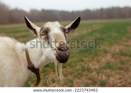 Funny goat smiles in the field against the backdrop of the forest in the village. Place for text, calendar, poster.