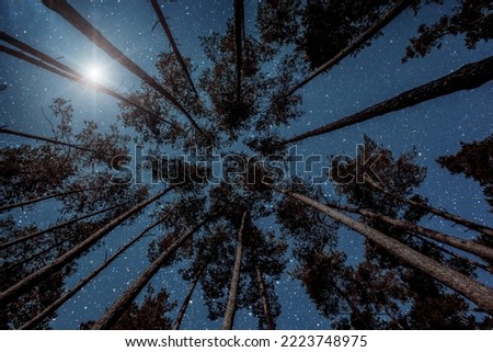Night sky in a pine forest at Christmas day