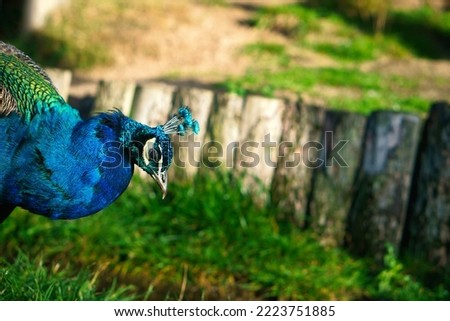 Bird peacock sticks its head into the picture. Elegant bird in magnificent colors. Animal photo