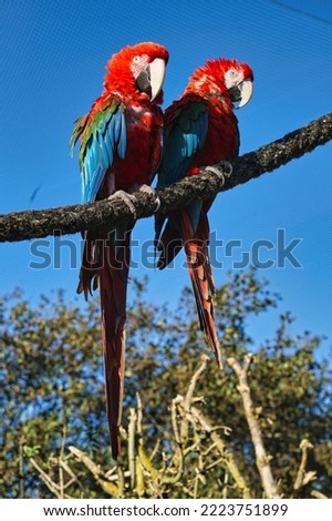 Portrait of two red macaws on a branch. The parrot bird is an endangered species. Animal photo