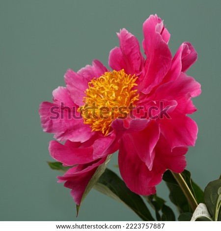 Pink peony flower with yellow center isolated on green background.