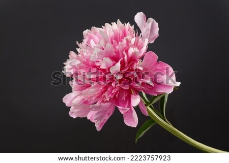Beautiful rose-shaped peony flower in pink color isolated on black background.