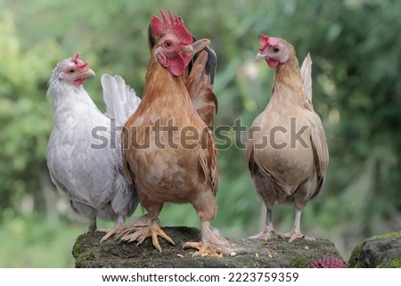 A rooster and two hens are foraging a moss-covered ground. Animals that are cultivated for their meat have the scientific name Gallus gallus domesticus. Royalty-Free Stock Photo #2223759359