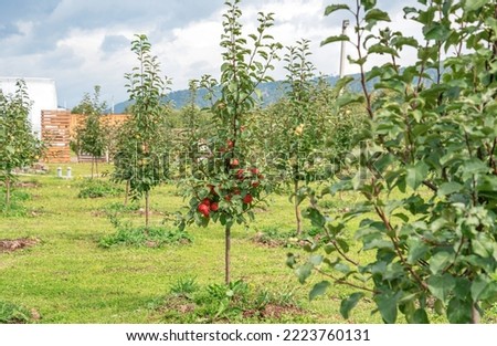 Young apple orchard in autumn. First fruits.