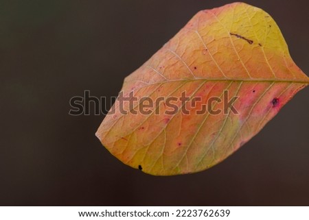 Autumn leaf of smoketree with redish and yellow colours.