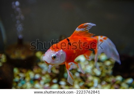 koi goldfish, commercial aqua trade breed of wild Carassius aura