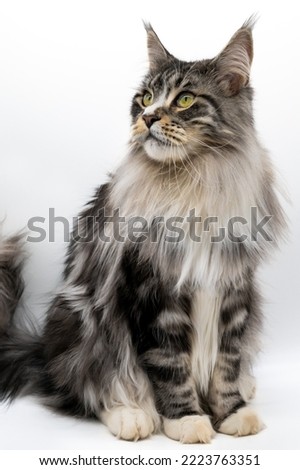 Maine Coon Cat Black Silver Tabby