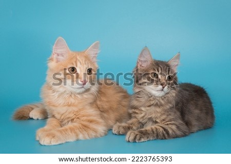 Two kittens, gray and red, sit side by side on a blue background