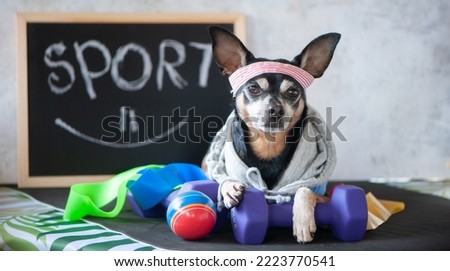 Dog fitness. Fitness and healthy lifestyle for pet.  Dog trainer portrait in studio surrounded by sports equipment