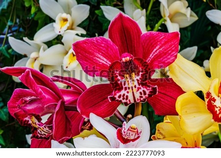 Cymbidium hybrid Orchid flowering plant, close up.  Orchid flower growing in tropical garden.