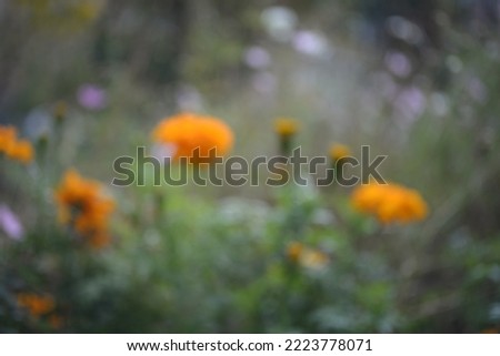 blurred yellow-orange marigolds close-up background, on a sunny day, blurred background, flower tagetes close-up on a green background on an autumn sunny day, orange marigold color, red flowers	